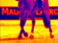 Equestrian- So What