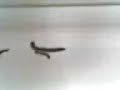 Millipedes.. YUCK!!!