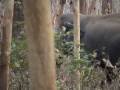 videos de Surprising an Elephant on foot !