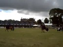 Me and Tino sidesaddle - Royal Highland Me and Tino sidesaddle - Royal Highland
