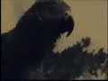 An amazing video of a foul mouthed parrott. This is genius i cried with laughter the first time i watched it!!