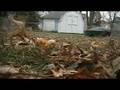 videos de Radar vs. Leaves