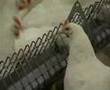 The Hatching Egg Industry - Part 2