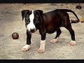 i'm still playing around with this video editing software and learning still. sorry if it looks noobish but i am a newb at this. i'm using 