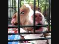 videos de American Bully / Pitbull Image Mix to the Submarines