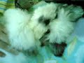 Cute Shih Tzu