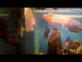 Video026.mp4