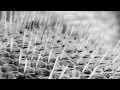 Under the Microscope #1