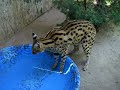 serval-fishing-for-goldfish-part-1.html