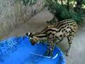 Serval fishing for goldfish, part 1