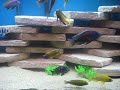AFRICAN CICHLID SHOW TANK " 240 GALLON "