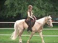 Tennessee Walking Horse demo