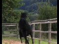 straight egyptian black stallion Al Shuhruf straight egyptian black stallion Al Shuhruf
