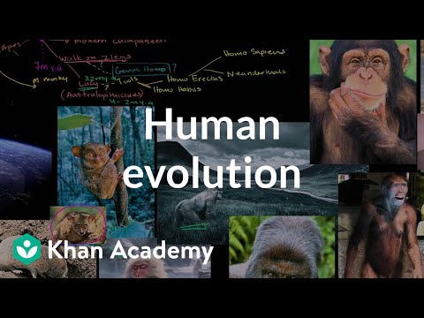 Evolutionary Stages Of Man Chart