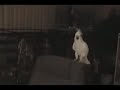 video Parrot dances