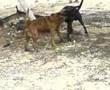 un pequeña peleita de perros en cancun jajaja