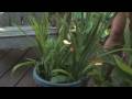 Flower & Plant Garden Care : Tips on Small Container Gardening