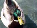 Duck Duck