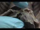 Fetal pig dissection - internal organs Fetal pig dissection - internal organs