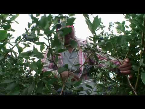 how to harvest blueberries