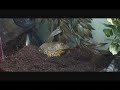 this is my frog cheeko vs a mouse and a few crickets!!

enjoy!!!:-d