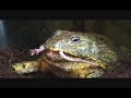 this is my frog cheeko vs a mouse and a few crickets!!

enjoy!!!:-d