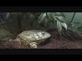 this is my frog cheeko vs a mouse and a few crickets!!

enjoy!!!:-d