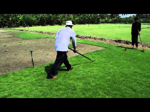 how to grow zoysia