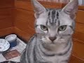 Tetsuya Cat Tetsuya Cat