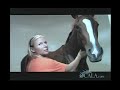 Equine Rehab Center - Amazing!