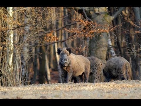 sanglier