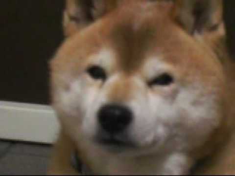 眠気と戦う柴犬