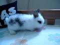 videos de Fêmea Pantufa e Iker