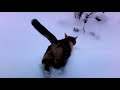 kitty in the snow
