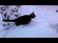 kitty in the snow