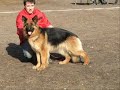 Mein Hobby Hundesport