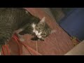 chat chauve souris batman cat pussy chatte