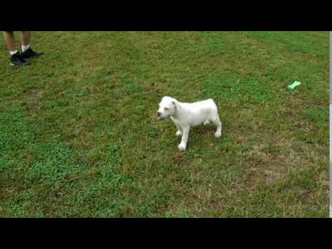 Dolly 11 weeks playing around in the yard