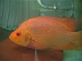 Kamfa Breeding
