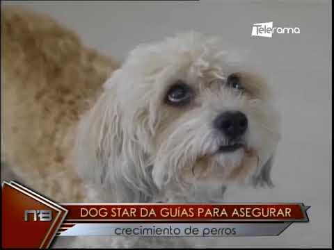 Dog Star da guías para asegurar crecimientos de perros