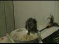 Baby Marmoset monkey eating