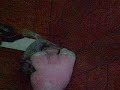 Australian Cattle dog puppy found a uncompromised pleasure with a pork.