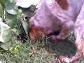 videos de EN BUSCA DE UN SAPO