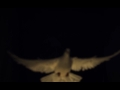 White dove