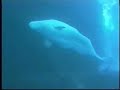 Filmed by Nina Tryggvason in 1998 at the Vancouver Aquarium - an assortment of Beluga shots