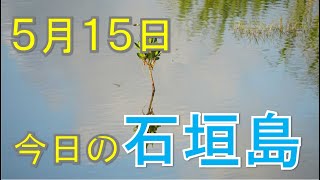 5月15日の石垣島天気