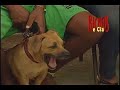 Bichos e Cia 1ª parte 12/05/2008 Ação Vet Bichos e Cia 1ª parte 12/05/2008 Ação Vet