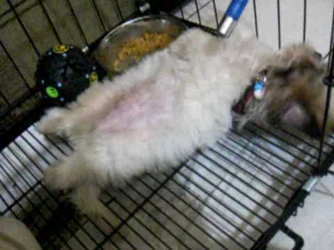 how to cure parvovirus in shih tzu