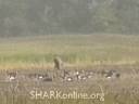 Ultralite Protects Geese from Hunters Ultralite Protects Geese from Hunters