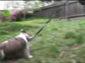 videos de Augustus the Bulldog - Learning the Leash